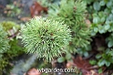 wbgarden dwarf conifers 42